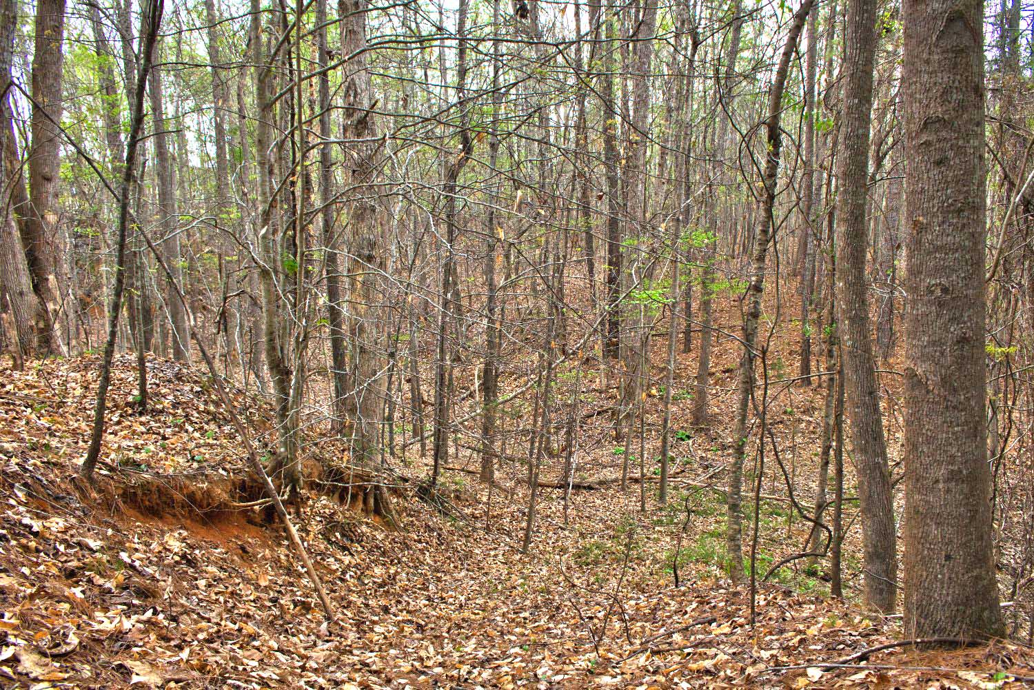 wooded, sloping land in Clearwater Creek - MLS #4365951