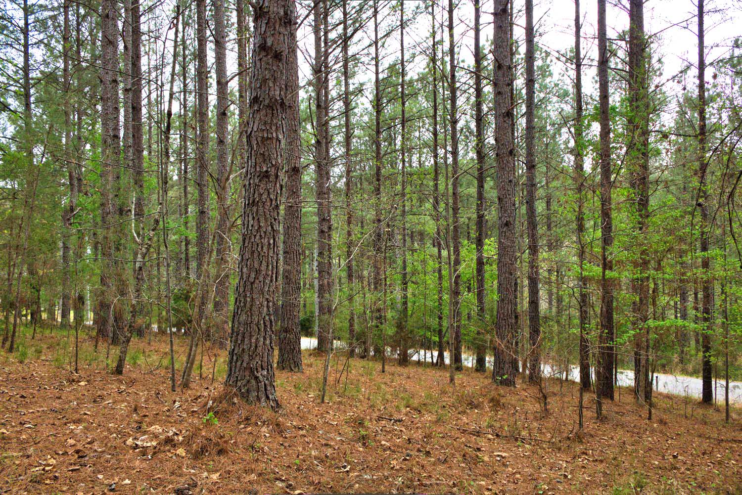 wooded, sloping land in Clearwater Creek - MLS #4365951