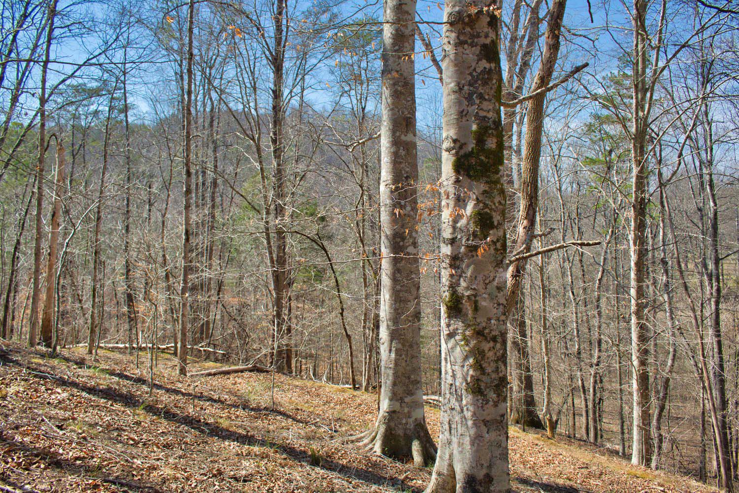 wooded land with water frontage in Clearwater Creek