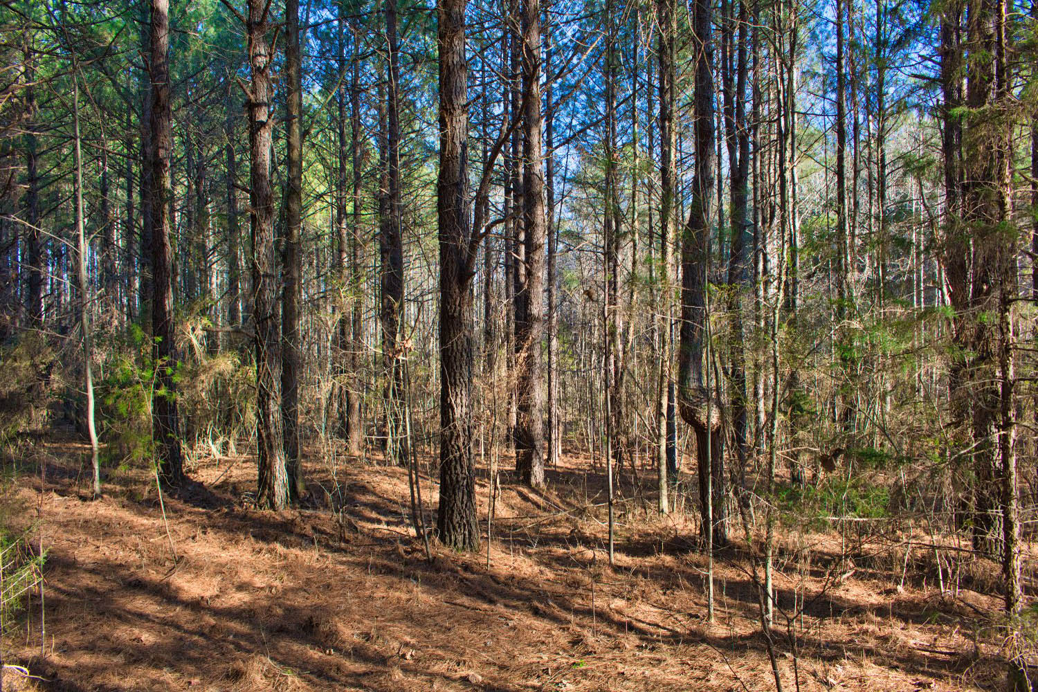 wooded, sloping land with stream frontage in Clearwater Creek