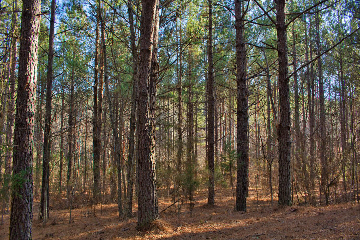 wooded, sloping land with stream frontage in Clearwater Creek