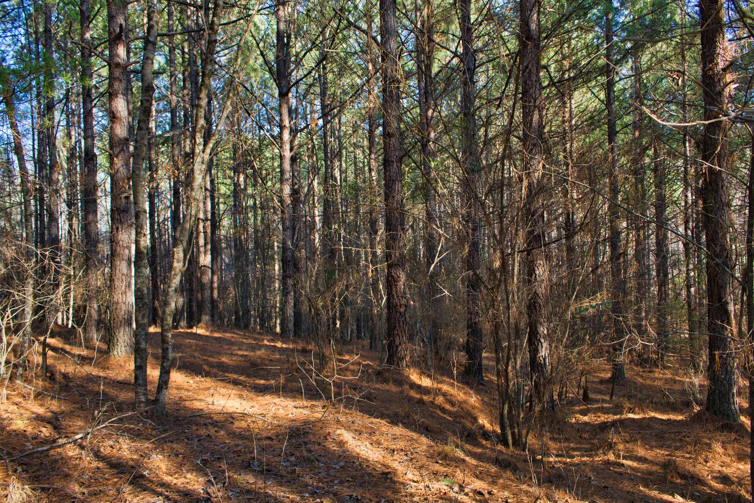 wooded, sloping land with stream frontage in Clearwater Creek