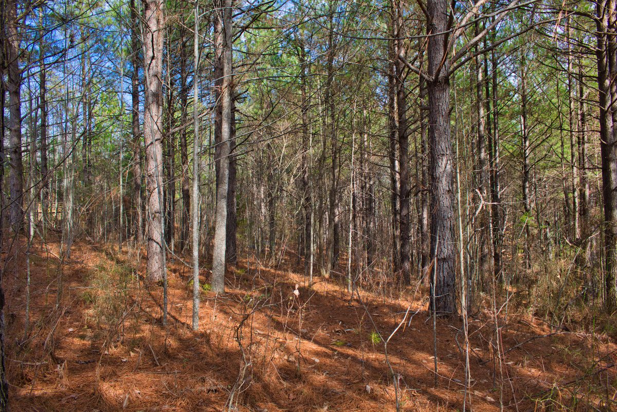 sloped, wooded land in Clearwater Creek