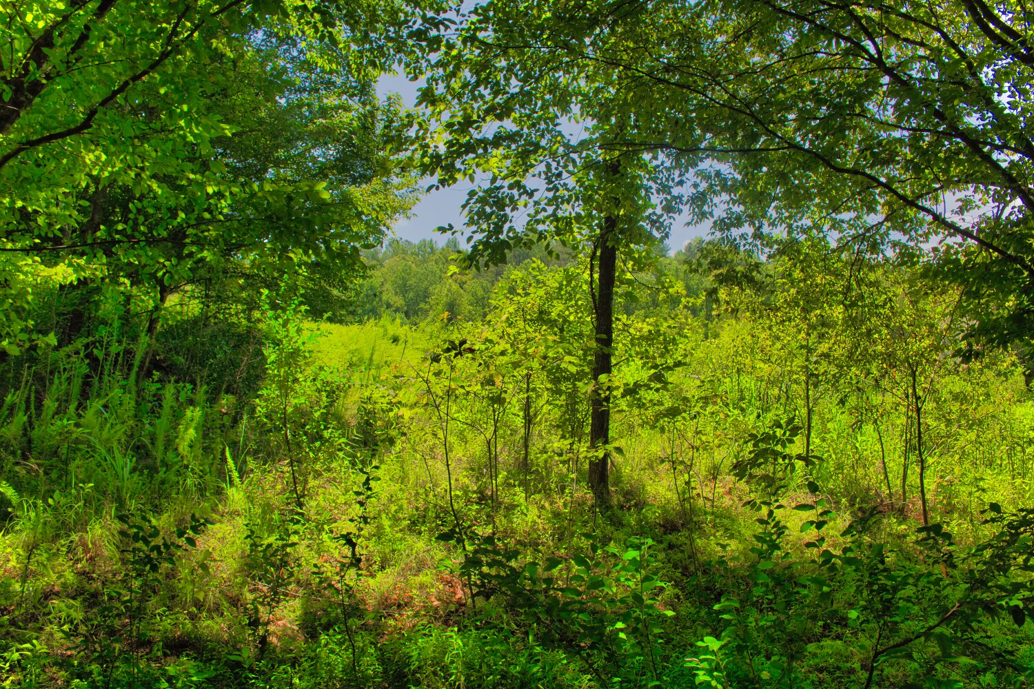 MLS  4415238, wooded, sloping land with stream frontage in Clearwater Creek