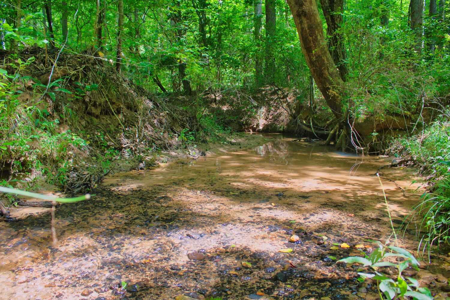 MLS  4415238, wooded, sloping land with stream frontage in Clearwater Creek