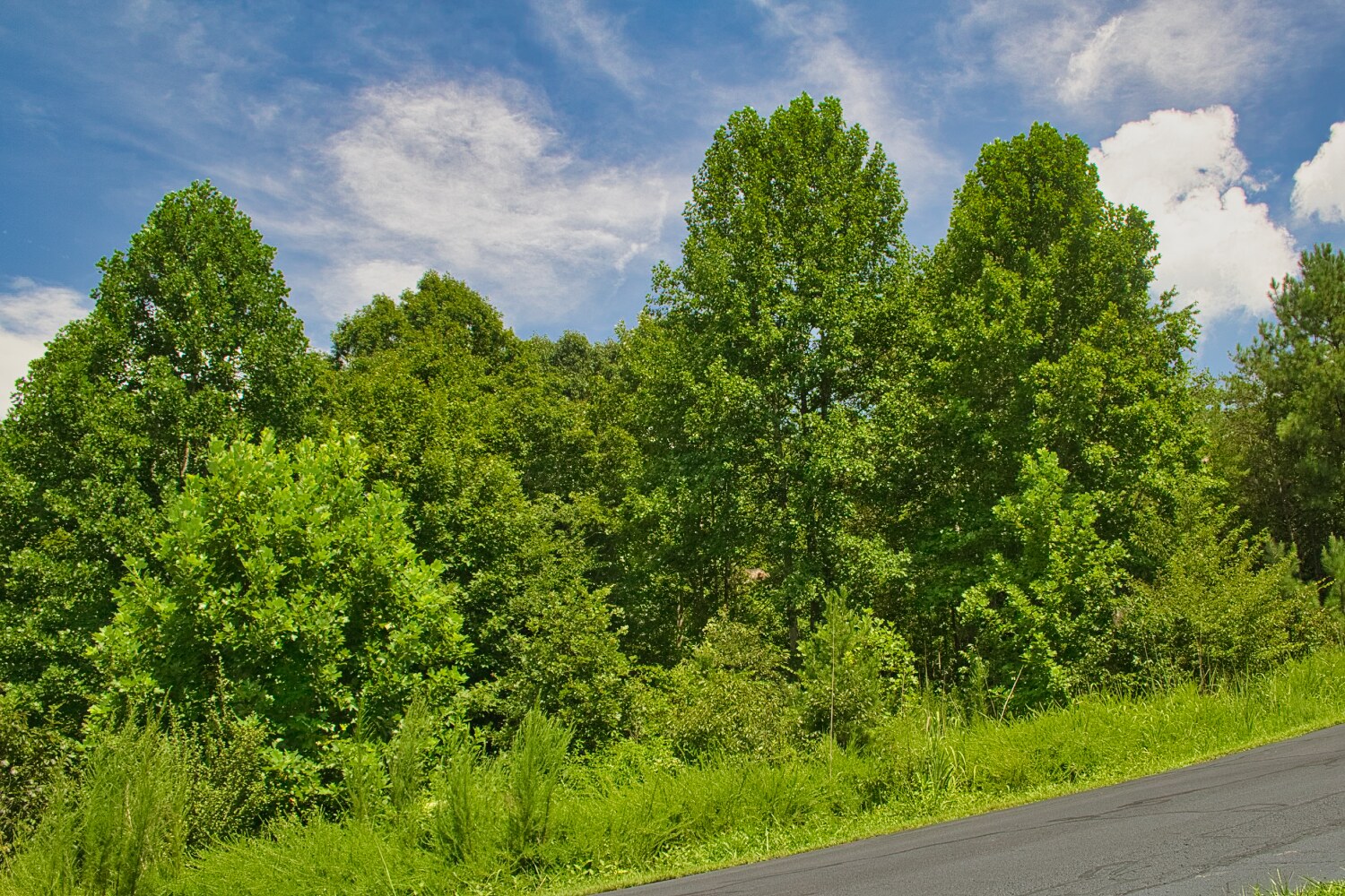 MLS  4415238, wooded, sloping land with stream frontage in Clearwater Creek