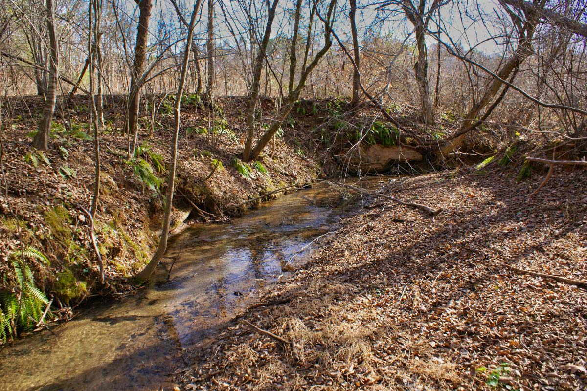 wooded, sloping land with stream frontage in Clearwater Creek