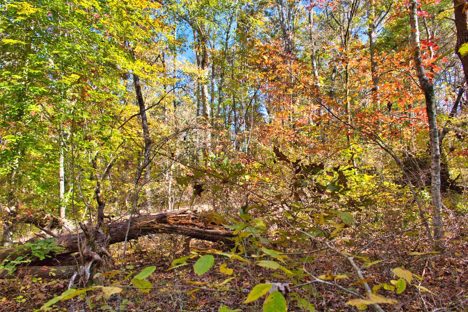 gently sloped, wooded land in Clearwater Creek mls 4320334