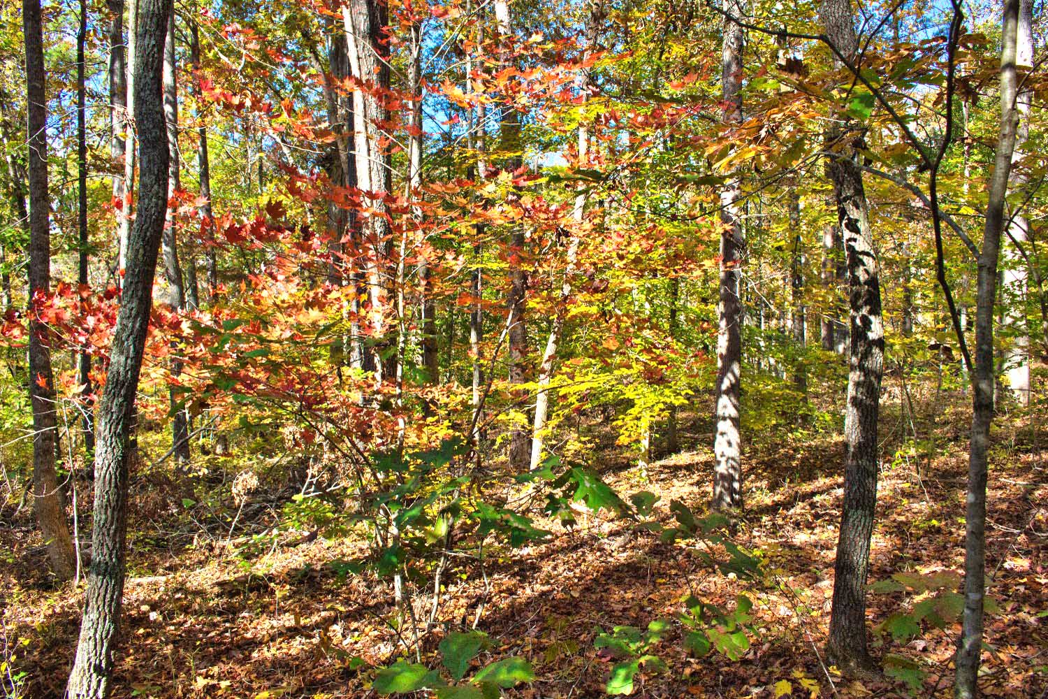 gently sloped, wooded land in Clearwater Creek mls 4320334