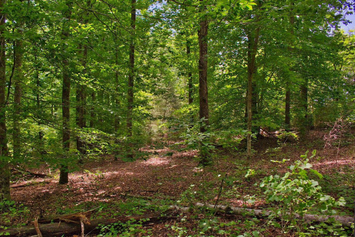 Wooded Lot 337 in Clearwater Creek