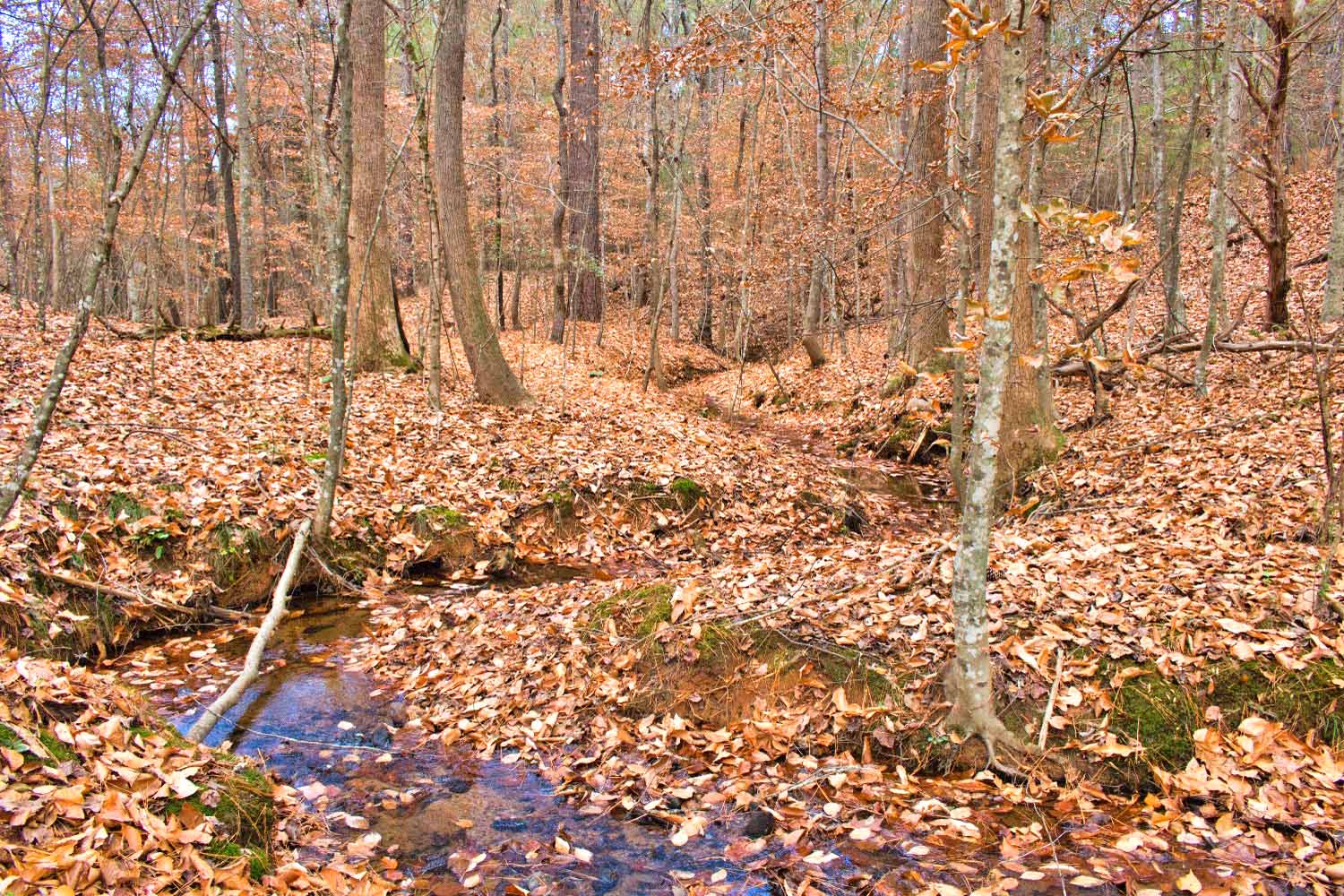 155 Northridge Dr, Rutherfordton, NC | MLS 4327966