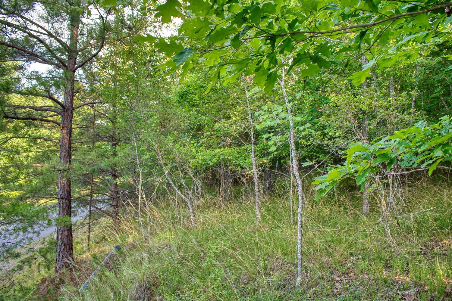 Wooded lot in Clearwater Creek