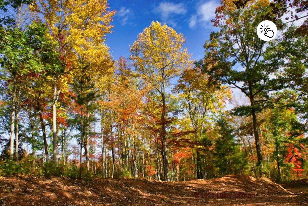 fall colors in western NC