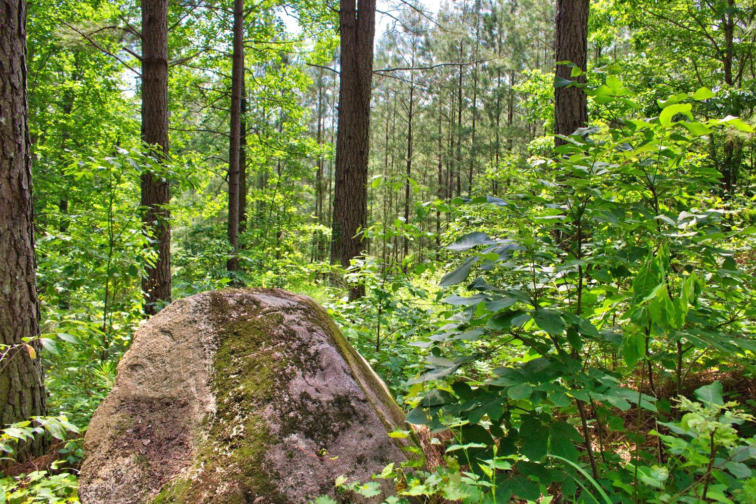 MLS # 4268321  | 2.49 acres with new log cabin in Hearthstone Ridge