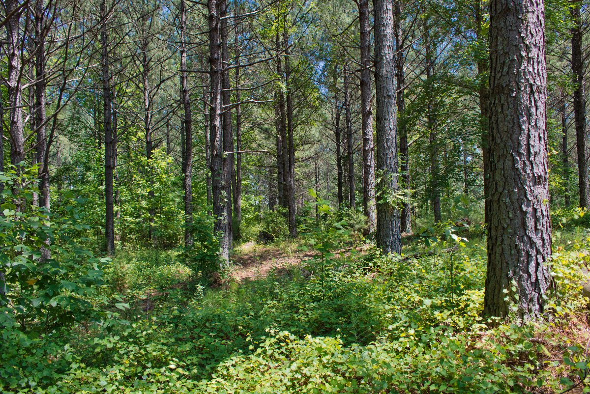 2.49 acres of wooded land in Hearthstone Ridge