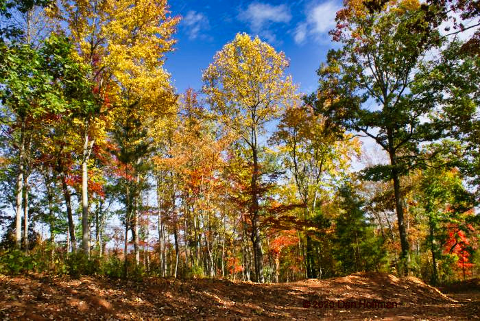 Beautiful wooded parcel with fall colors in Hearthstone Ridge