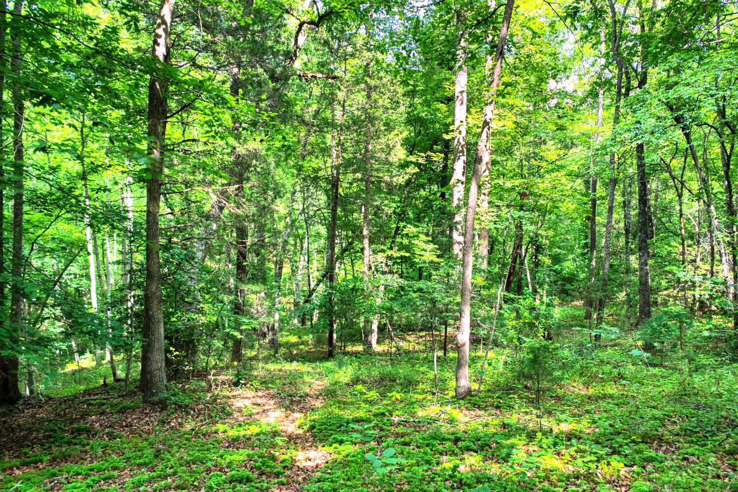 MLS #  4387731 | 3.09 acres | Cabin w/barn and fencing in gated Hearthstone Ridge