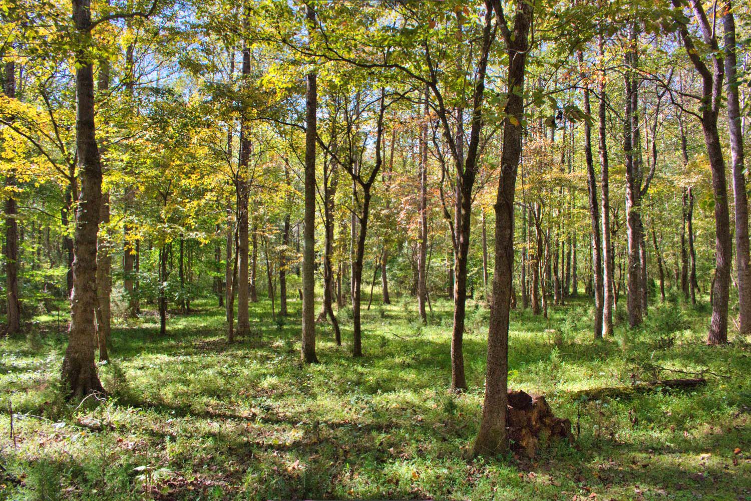 MLS #4309990 | 3.03 acres | Log cabin w/creek frontage in gated Hearthstone Ridge