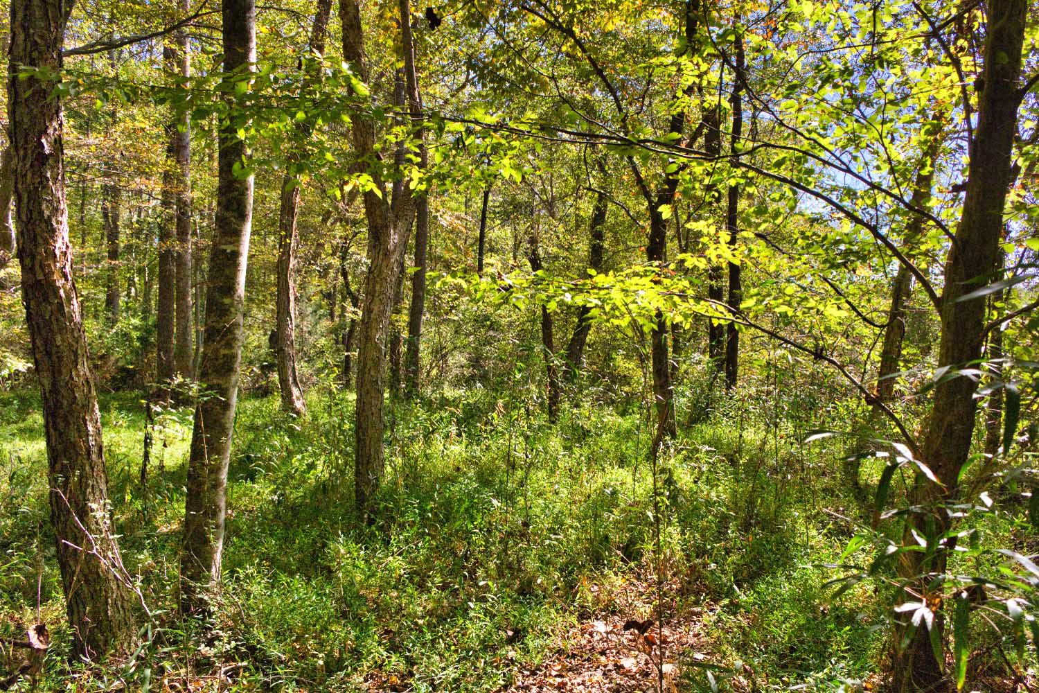 MLS #4309990 | 3.03 acres | Log cabin w/creek frontage in gated Hearthstone Ridge