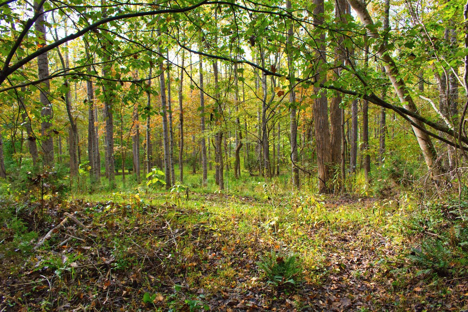 MLS #4309990 | 3.03 acres | Log cabin w/creek frontage in gated Hearthstone Ridge