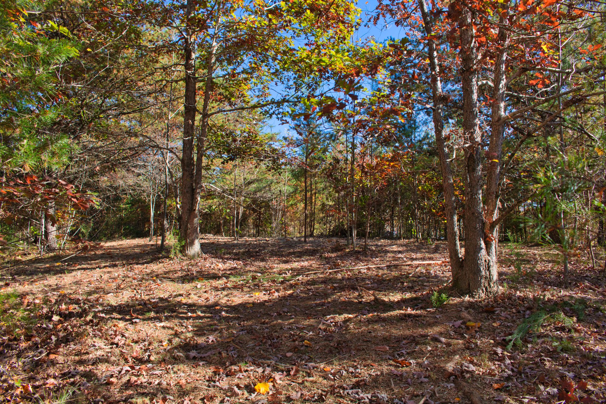 wooded land with some near-level in front and quiet, private valley behind