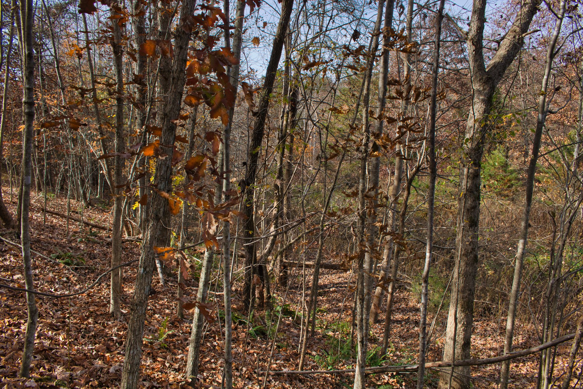 wooded land with some near-level in front and quiet, private valley behind