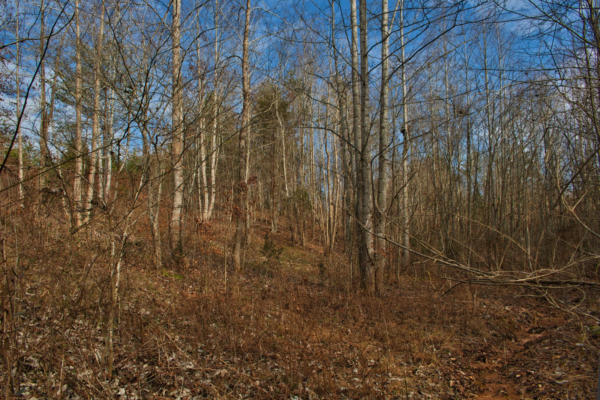 5.9 acres of wooded land in Hearthstone Ridge