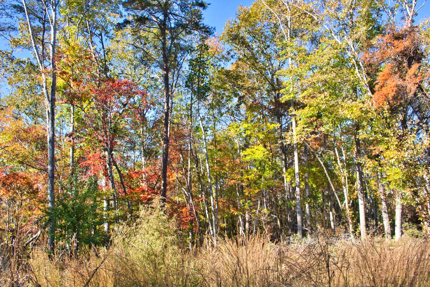 4.8 acres on ridge with mountain views, near-level build site, wildlife