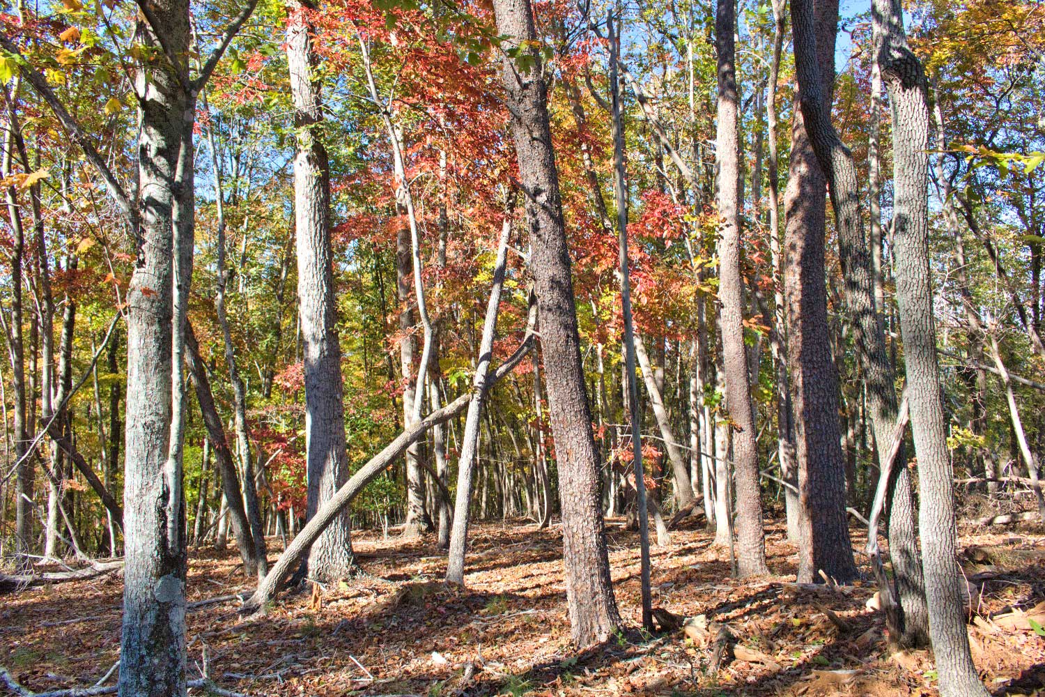 4.8 acres on ridge with mountain views, near-level build site, wildlife