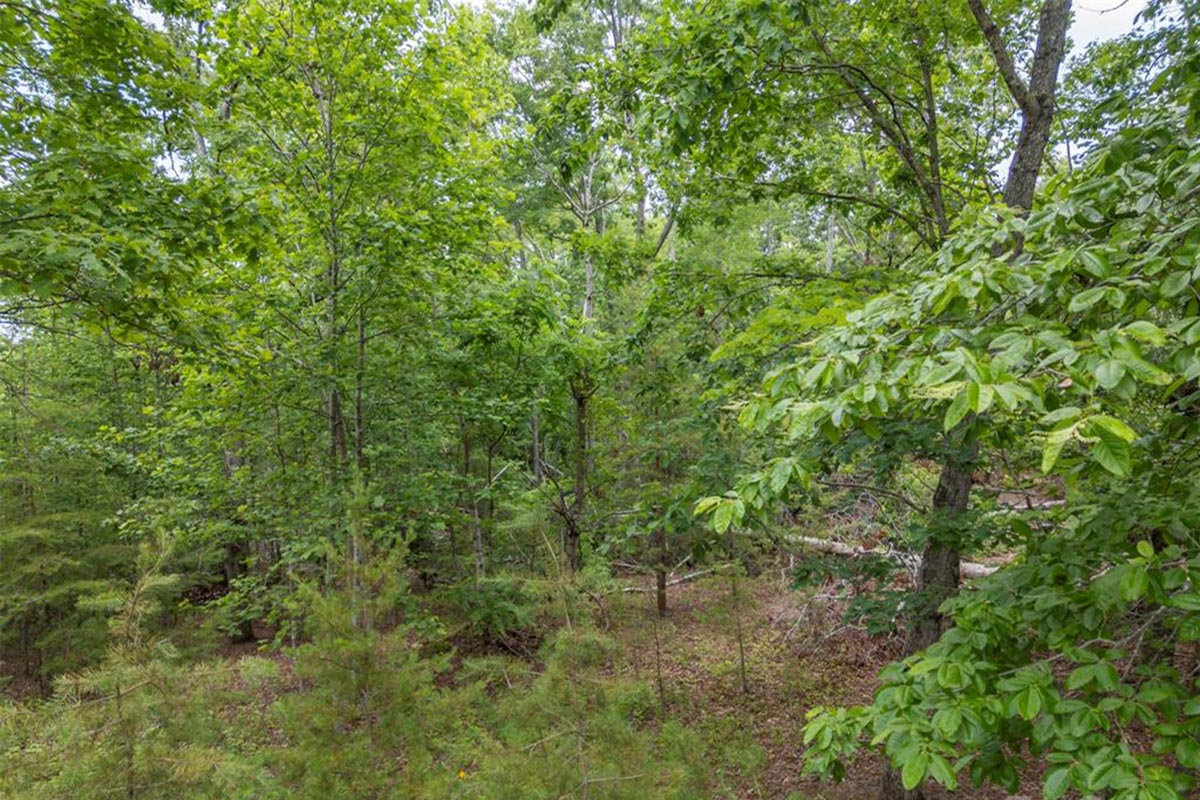 4.3 acres on ridge with mountain views, near-level build site, wildlife