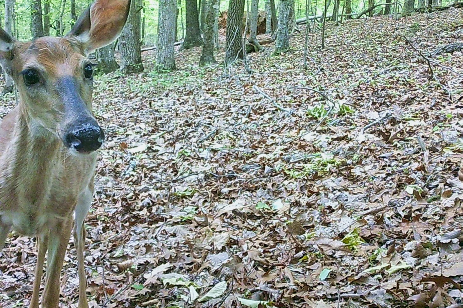 4.8 acres on ridge with mountain views, near-level build site, wildlife