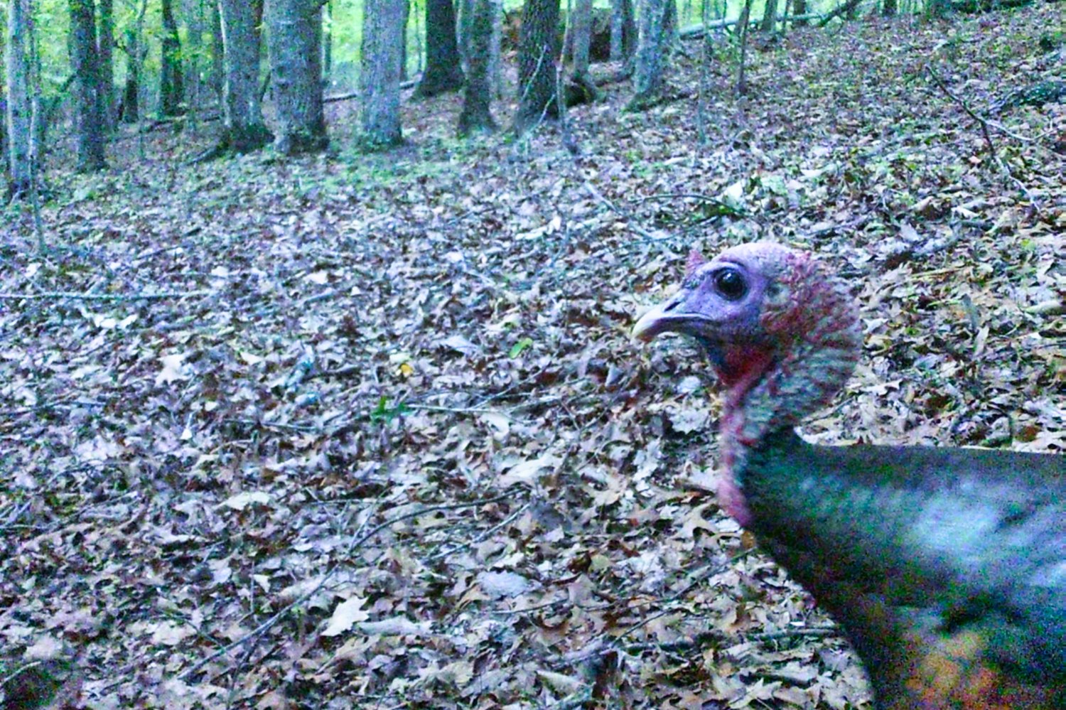 4.8 acres on ridge with mountain views, near-level build site, wildlife