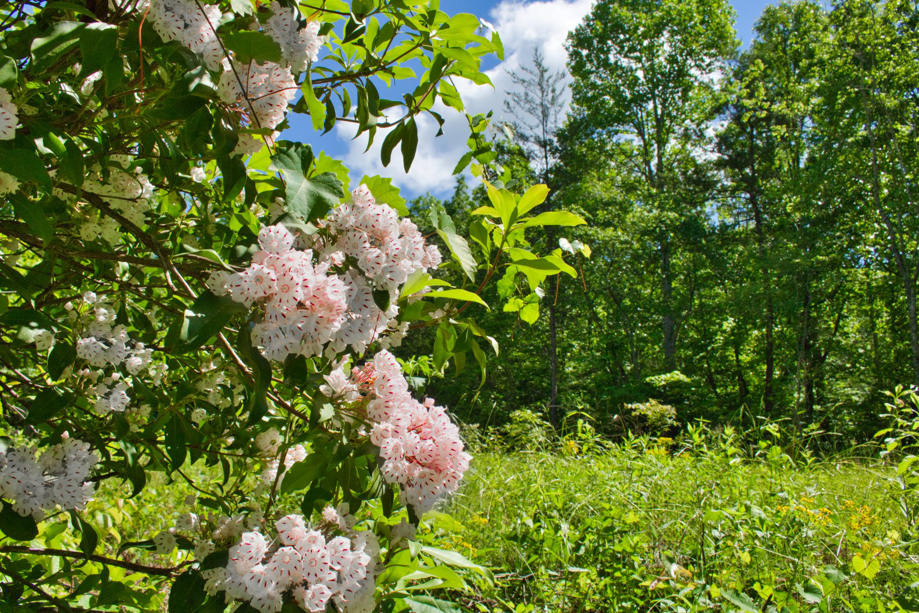 Lot 28 on Juniper Creek Dr, Lake Lure, NC, (mislabeled as 0 Mountain Way)