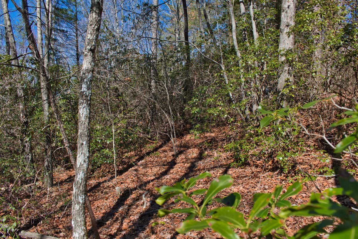 Land with mountain laurel and mountain views in Sweetbriar Farms, Lake Lure, NC, mislabeled as 0 Silent Forest Way